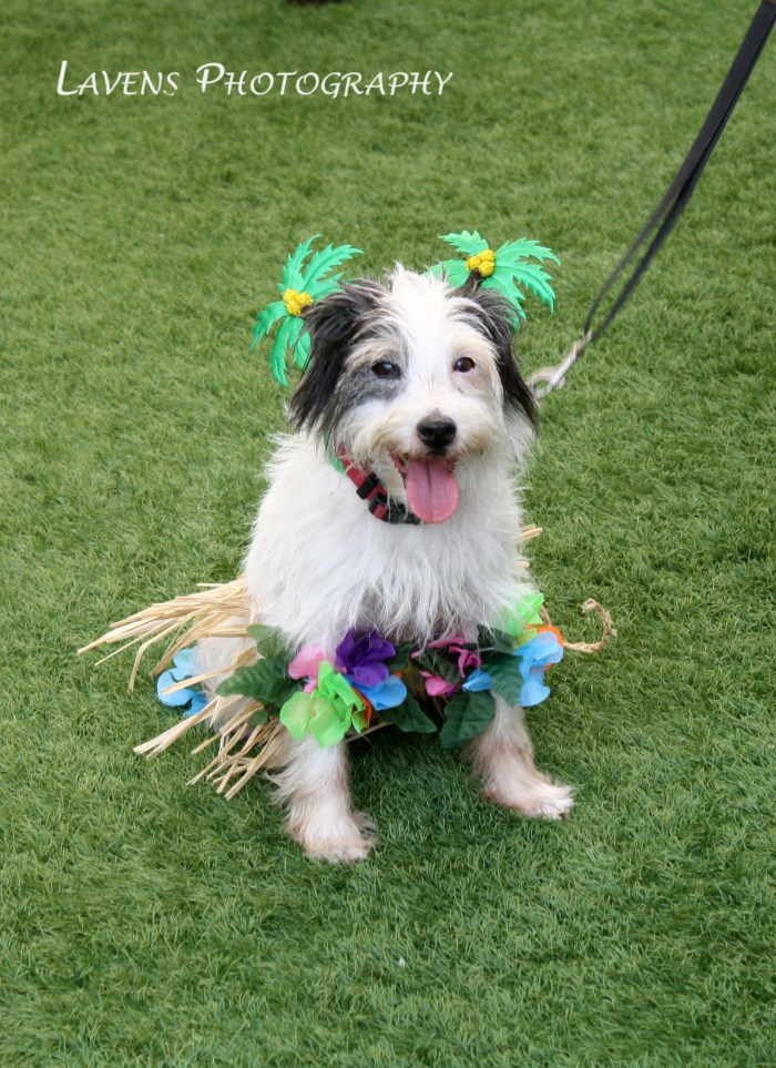 SRQDog_BowWowLuau_6261