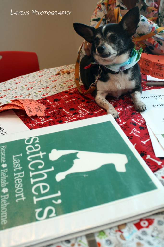 SRQDog_BowWowLuau_6324