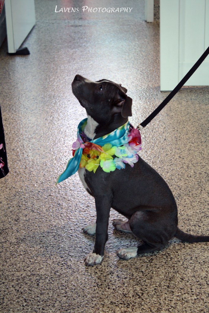 SRQDog_BowWowLuau_6426