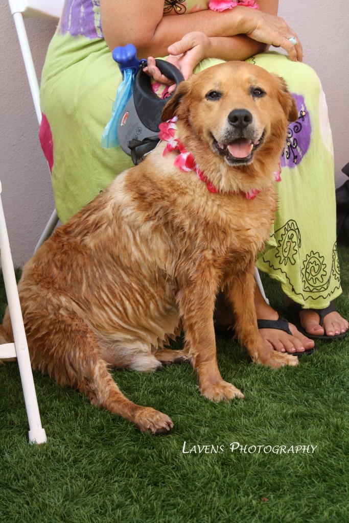 SRQDog_BowWowLuau_6440