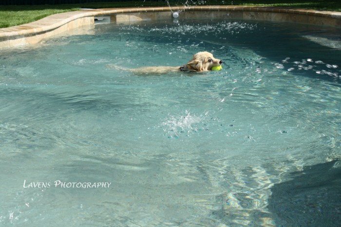 SRQDog_BowWowLuau_6446