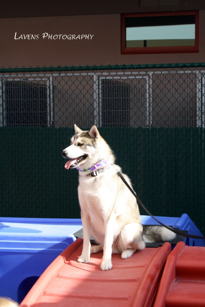 SRQDog_BowWowLuau_6459