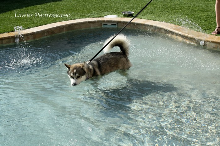 SRQDog_BowWowLuau_6467