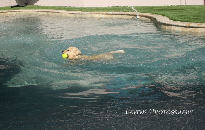 SRQDog_BowWowLuau_6477