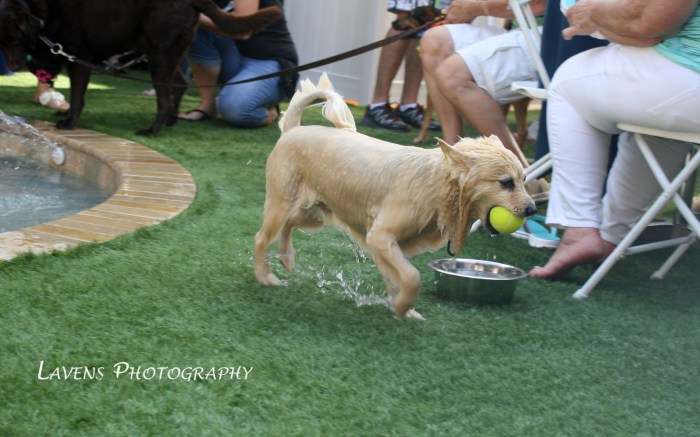 SRQDog_BowWowLuau_6500