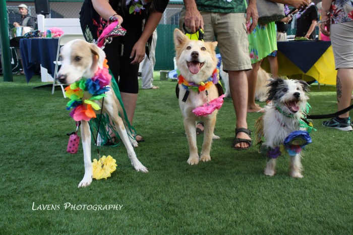 SRQDog_BowWowLuau_6531