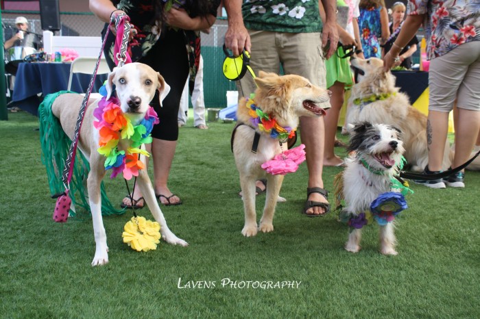 SRQDog_BowWowLuau_6535