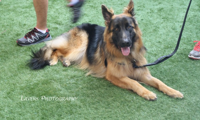 SRQDog_BowWowLuau_6554