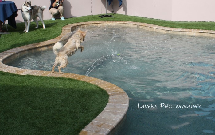 SRQDog_BowWowLuau_6556